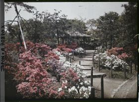 Image représentant Hibiya-koen (parc de Hibiya), allée bordée d'azalées
