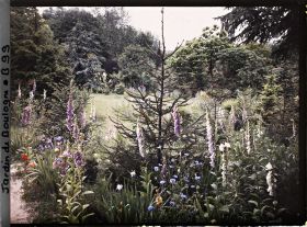 Image représentant Digitales, coquelicots et bleuets ornant un chemin de la prairie