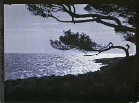 Image représentant Pin en contre-jour, en bordure de rivage