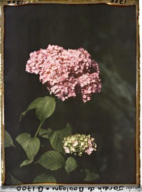 Image représentant Fleur d'hortensia