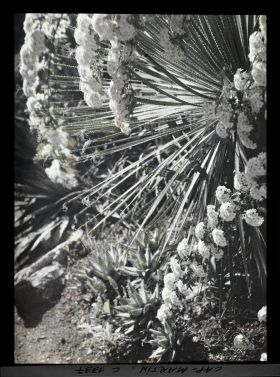 Image représentant Effet décoratif, plantes en fleurs.