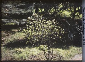 Image représentant Forêt bleue ou jardin japonais ?