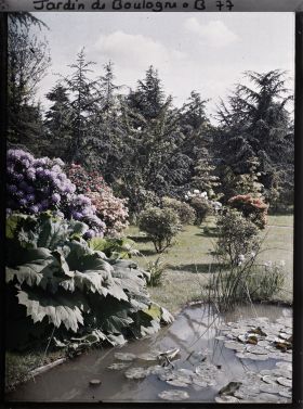 Image représentant Rhododendrons et gunerra bordant l'est d'un bassin du marais planté de nénuphars