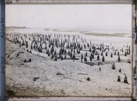 Image représentant Site palafittique préhistorique des Alpes, pieux en bois visibles lors de la baisse des eaux après la grande sécheresse de 1921
