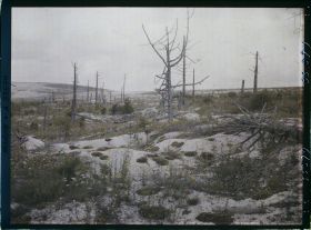 Image représentant France, Tranchée et arbres morts