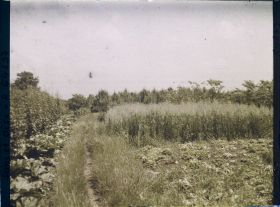 Image représentant Ile de France, Sarcelle St Briec, Verger et Céréales