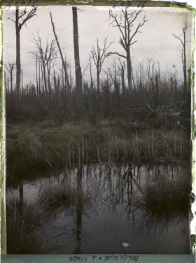 Image représentant Belgique, Forêt d' Houtuhlsd, Forêt d' Houtuhlsd; Aspect du sol de la forêt