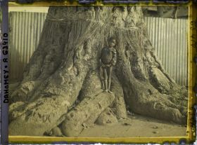 Image représentant Un enfant sur les racines d'un Iroko (ou milicia exclesa) sacré (?)