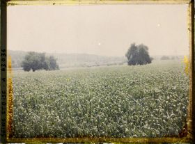 Image représentant Ile de France, Ecouen, Champ de blé