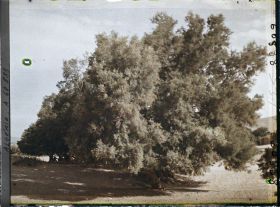 Image représentant Tamarins dans l'oued Sefra