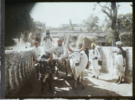 Image représentant Attelage de boeufs