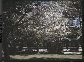 Image représentant Nara hôtel (peut-être) derrière des cerisiers en fleurs