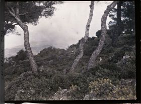 Image représentant Vue sur les montagnes au dessus de Monaco depuis le jardin?