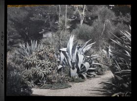 Image représentant le Jardin