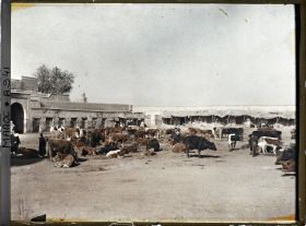 Image représentant Le marché du mellah
