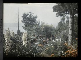 Image représentant Etroit sentier descendant vers la mer, bordé de plantes exotiques et de tapis de fleurs, vue prise à 17 h