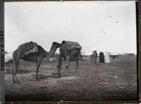 Image représentant Des dromadaires sur un marché