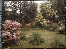 Image représentant Azalées près du marais