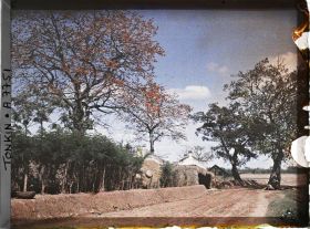 Image représentant Des kapokiers en fleurs aux abords d'un village, le long de la route