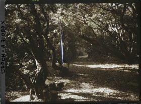 Image représentant sous-bois dans un parc