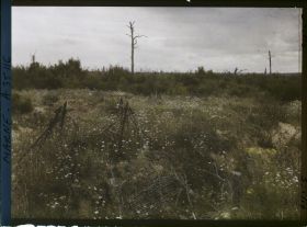 Image représentant France, Binarville (Meuse), Aspect de la lisière Sud du bois de la Gruerie