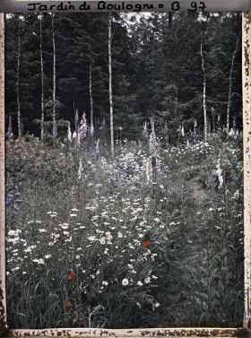 Image représentant La prairie en fleurs entourée des bouleaux et des épicéas de la forêt dorée