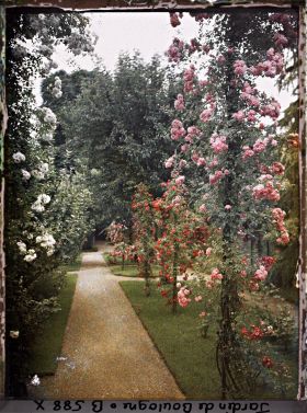 Image représentant Rosiers en fleurs ornant l'allée sud du verger-roseraie, vue en direction du jardin français