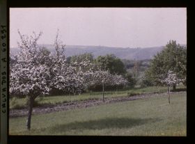 Image représentant Pommiers en fleurs