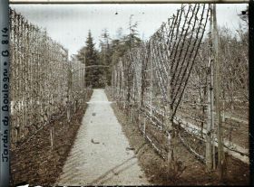 Image représentant Fruitiers palissés au bord d'une allée menant à la forêt bleue, au cœur du verger-roseraie