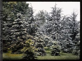 Image représentant Epicéas et cèdres de la forêt bleue