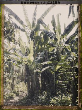 Image représentant Une bananeraie