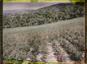 Image représentant Ile de France, Triel, Roses et blé