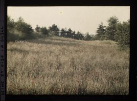 Image représentant Ile de France, Vallangoujard, Avoine et Coquelicots