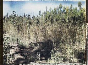 Image représentant Culture du chanvre