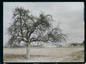Image représentant France, Les Clayes, Un Pommier
