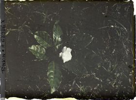 Image représentant Fleur et feuille de gardenia