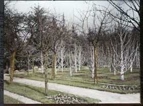 Image représentant Partie du verger-roseraie proche de la dépendance, traversée par une allée menant à la forêt bleue