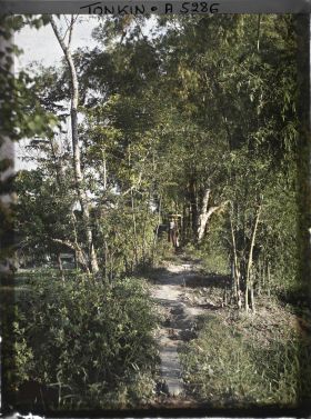 Image représentant Un sentier bordé de bambous