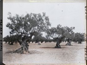 Image représentant Vieux oliviers dans une plantation (culture arabe)