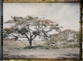 Image représentant Des flamboyants en fleurs le long d'une route