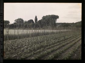 Image représentant Ile de France, Presles, Légumes et Céréales