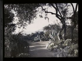Image représentant Une allée de plantes exotiques