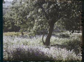 Image représentant Dans un parc (sans doute celui du mausolée d'Abdour Rahmân)