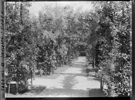 Image représentant Axe central du verger-roseraie vu à mi-parcours, en direction du jardin anglais