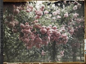 Image représentant Inflorescence de roses ornant le rond-point du verger-roseraie, non loin du jardin français