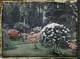 Image représentant Azalées et rhododendrons