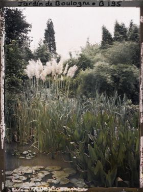 Image représentant Herbe de la Pampa, massettes et sagittaires entourés d'un rideau de bambous dans le marais