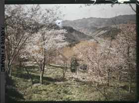 Image représentant Collines et cerisiers en fleurs