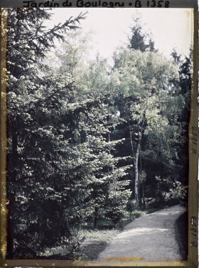 Image représentant La forêt dorée