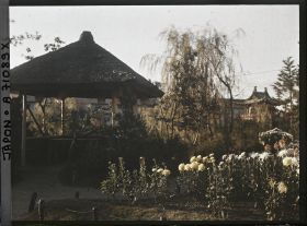 Image représentant Chrysanthèmes et kiosque dans un parc